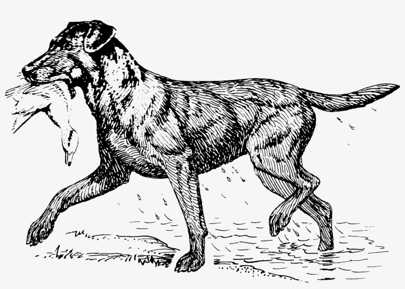 Retriever - Ancient Dog Breeds, transparent png #8473267