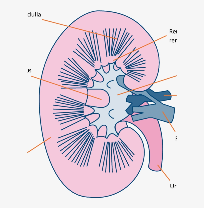 Diagram Of The Kidney - Illustration, transparent png #8473652