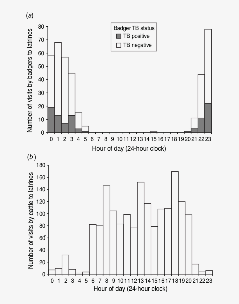 Timing Of Visits By Badgers And (b) Cattle To 13 Active - Diagram, transparent png #8475792