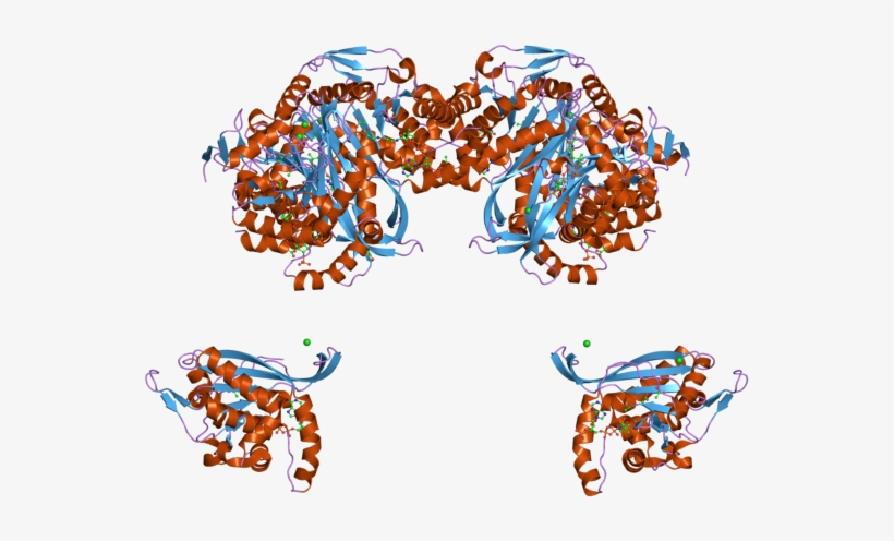 Pdb 2ii3 Ebi - Acyl Coa Dehydrogenase 3d Structure, transparent png #8476606