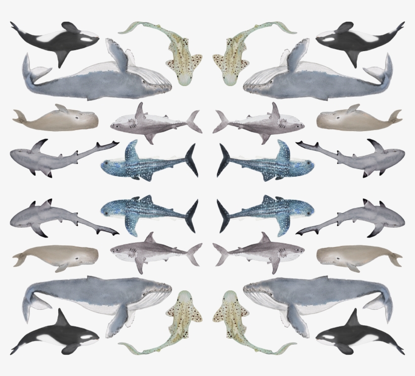 Great White Shark, transparent png #8476847