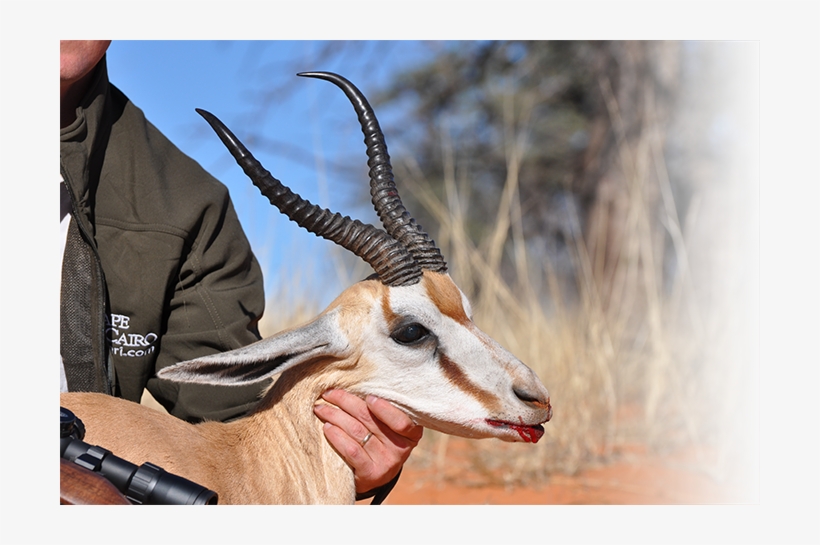 Hunt In Africa Springbuck - Springbok, transparent png #8476923
