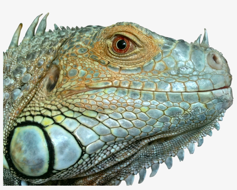 Iguana, Reptile, Lizard, Green, Close, Blue, Eye, Scaly - Lizard Head No Background, transparent png #8479383