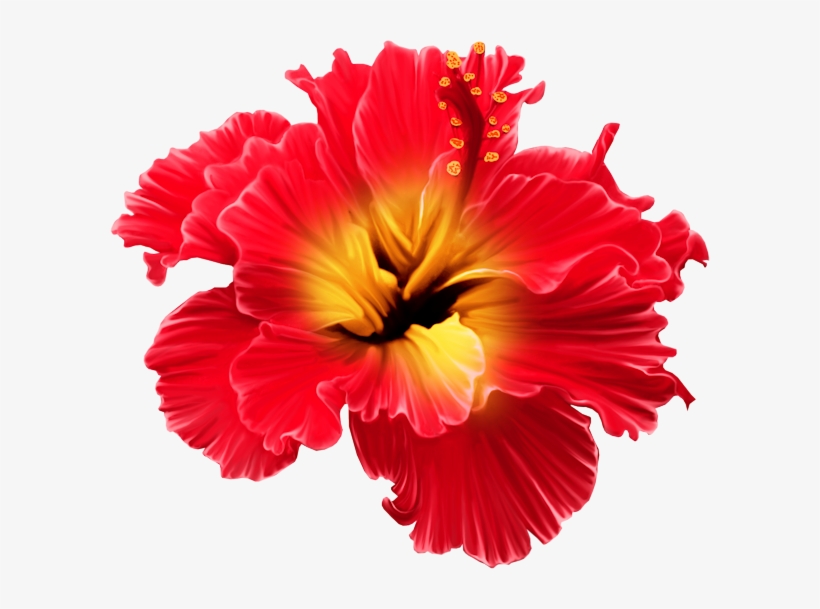 Фото, Автор Svetlera На Яндекс - Tropical Flowers Transparent Png, transparent png #8481810