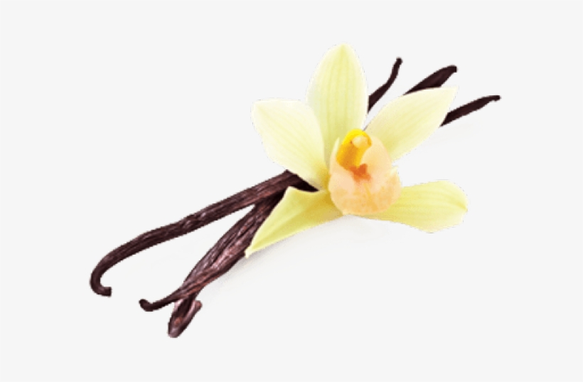 Seeds Clipart Vanilla Bean - Клипарт Ваниль, transparent png #8482012