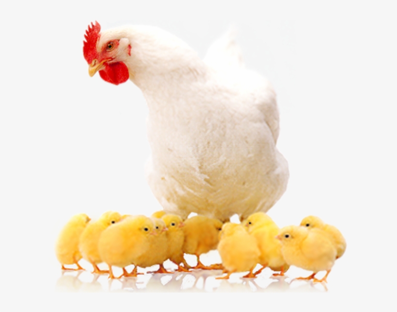 Poultry Farming Means 'raising Various Types Of Domestic - Poultry Png, transparent png #8482386