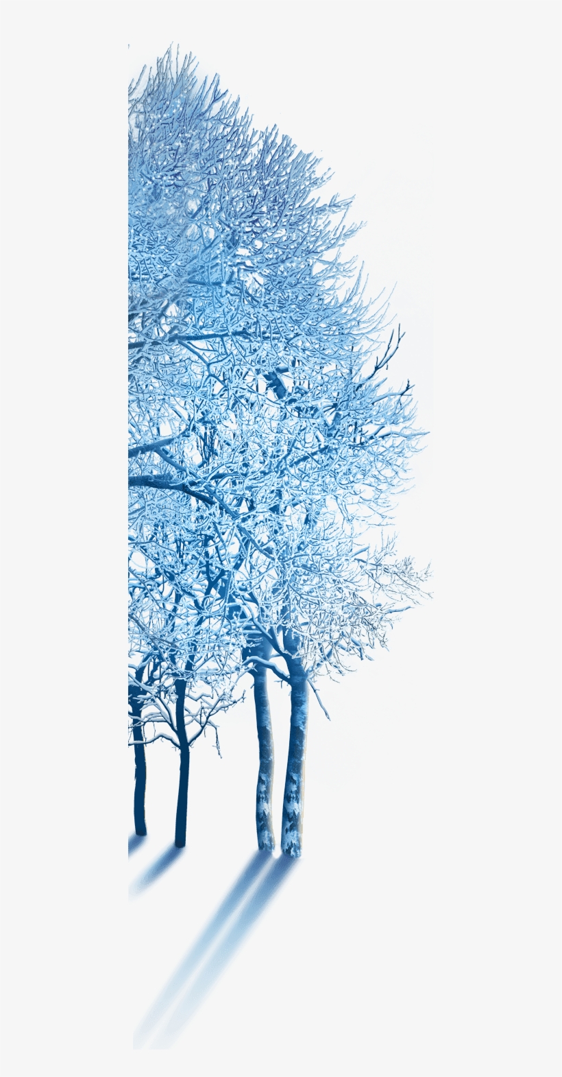 Winter Wonderland Homepage - Canoe Birch, transparent png #8483078