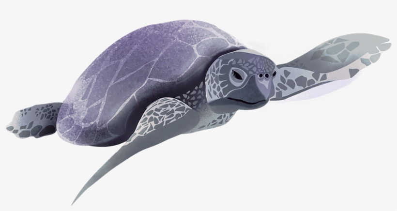 I Obsess Over Thee, And For Authorship Will Fight - Olive Ridley Sea Turtle, transparent png #8485175
