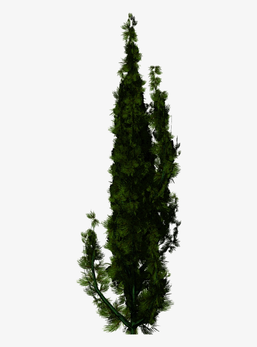 Taxus Png, transparent png #8485601