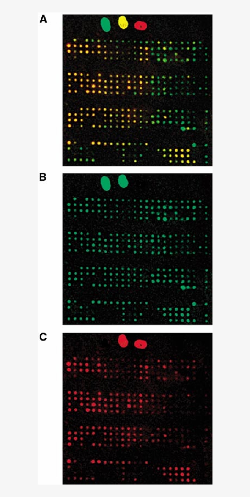 Visualisation Of The Results Of Double Radioactive - Circle, transparent png #8488359