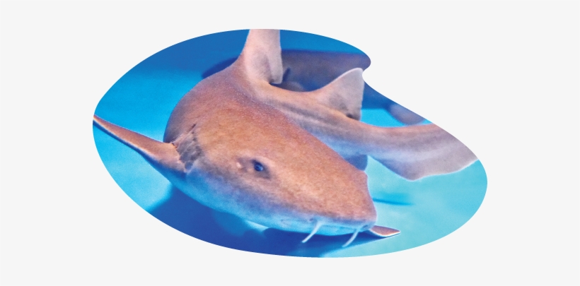Shark - Great White Shark, transparent png #8488507