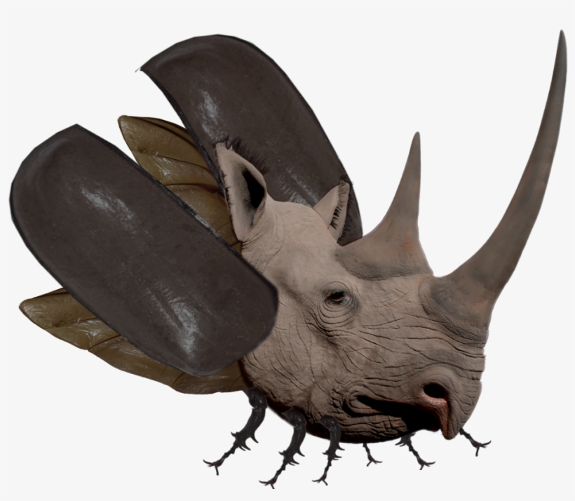 Beetle Png - Black Rhino Horn, transparent png #8489746