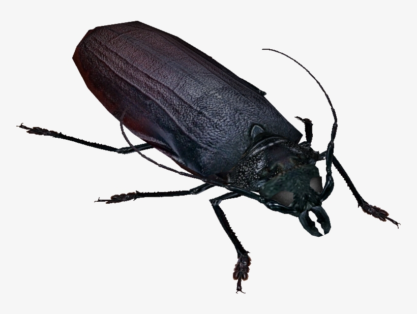 Titan Beetle - Longhorn Beetle, transparent png #8489783
