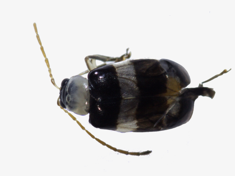 79 - Dung Beetle, transparent png #8489975