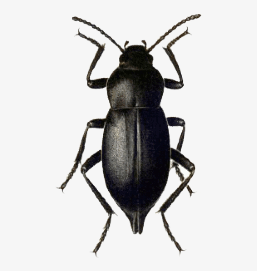 Download Beetle Black Png Images Background - Dung Beetle, transparent png #8490019