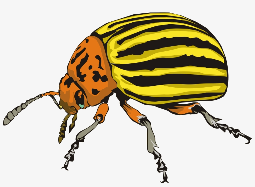 Big Image - Colorado Potato Beetle Drawing, transparent png #8490381