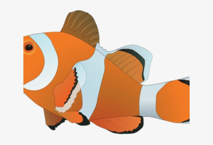 Clownfish Clipart Transparent - Clown Fish Drawing, transparent png #8490621