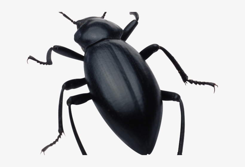 Bugs Clipart Beetle - Black Beetle Transparent, transparent png #8490668
