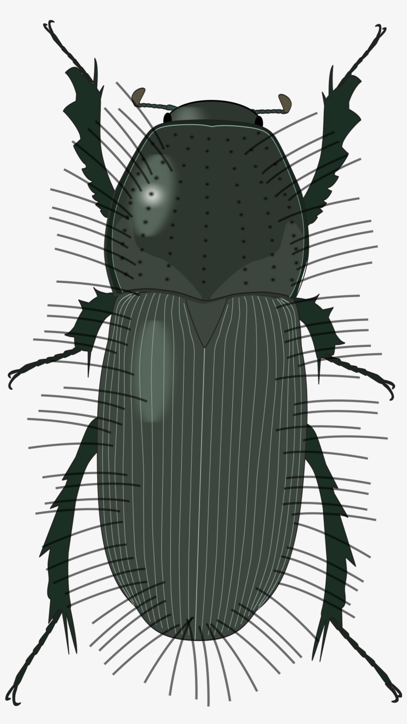 Open - Dung Beetle, transparent png #8490748