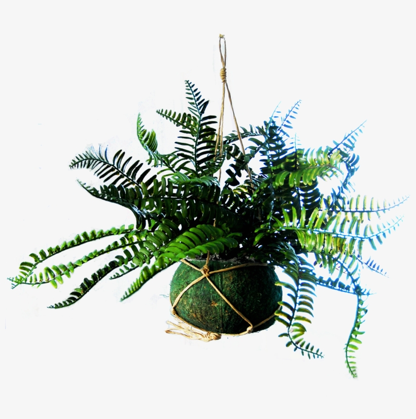 Hanging Basket With 2 Royal Fern Plants - Christmas Tree, transparent png #8495164
