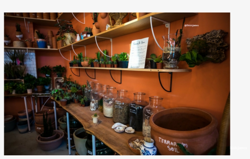 Houseplant, transparent png #8495204