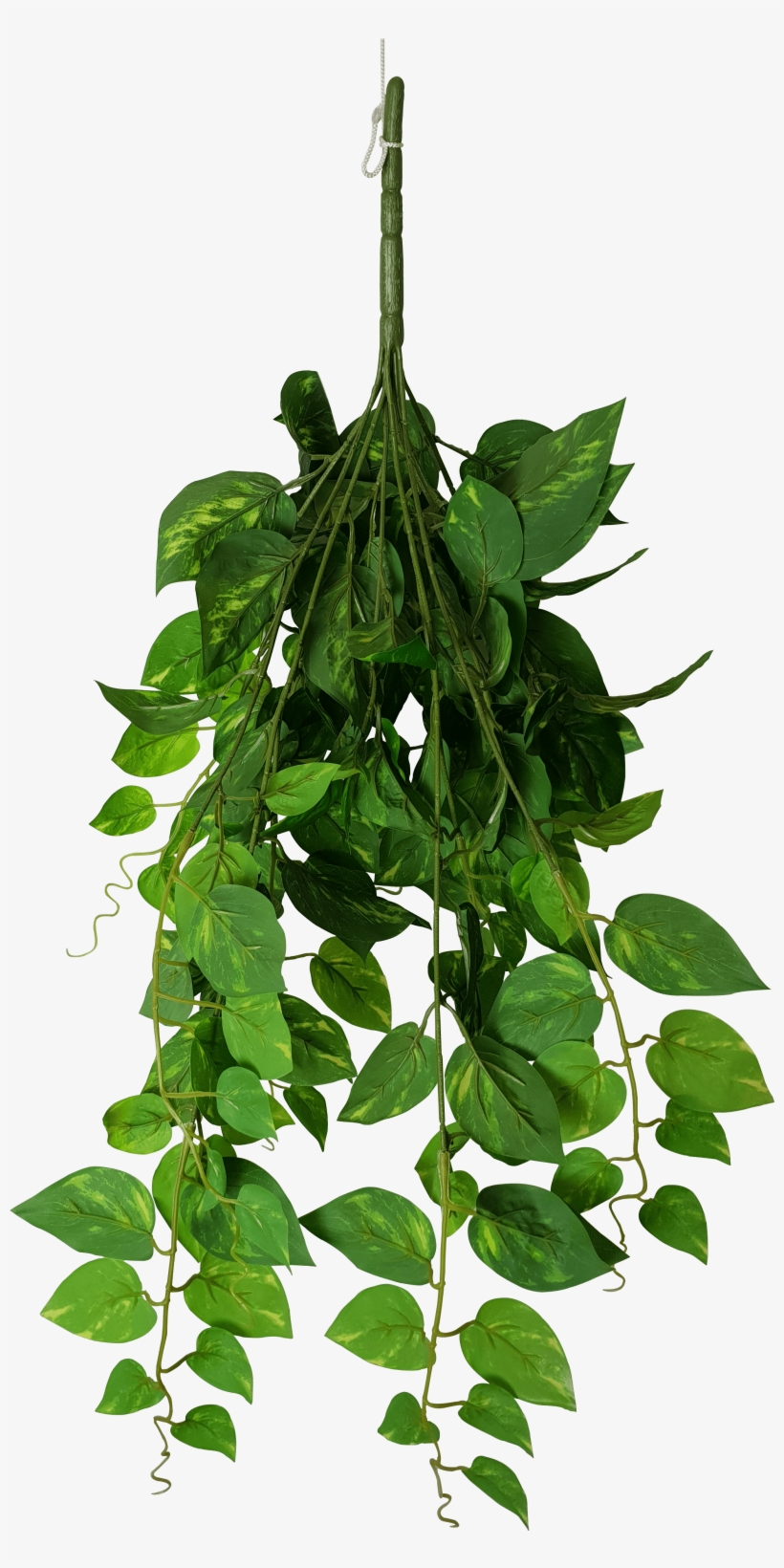 Hanging Philodendron Bush 73cm - Bay Laurel, transparent png #8495344