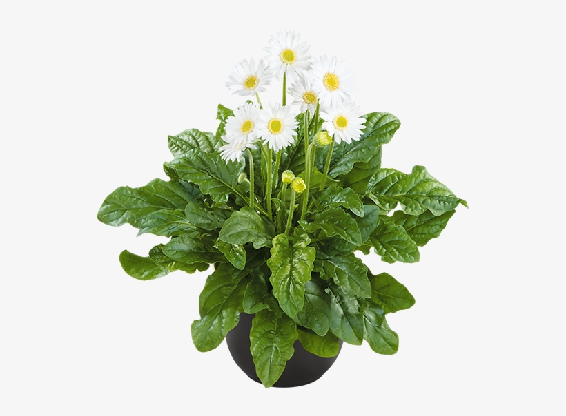Florist Holland - Bijeli Gerber, transparent png #8495458
