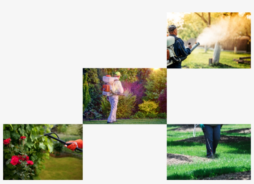 Pest Control Has Been Made Easy By Our Tailored, Honed, - Yard, transparent png #8495609