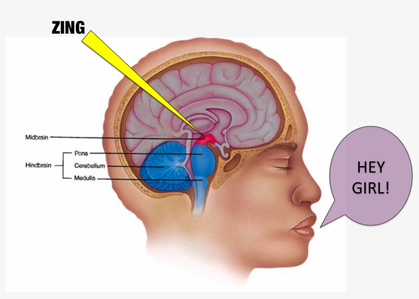 Hey Boy, You Really Activate My Ventral Midbrain, transparent png #8499710