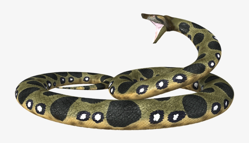 Anaconda Png - Snakes, transparent png #850829
