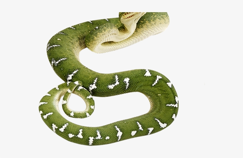 Anaconda Png Transparent Images - Green Snake Transparent Background, transparent png #851121