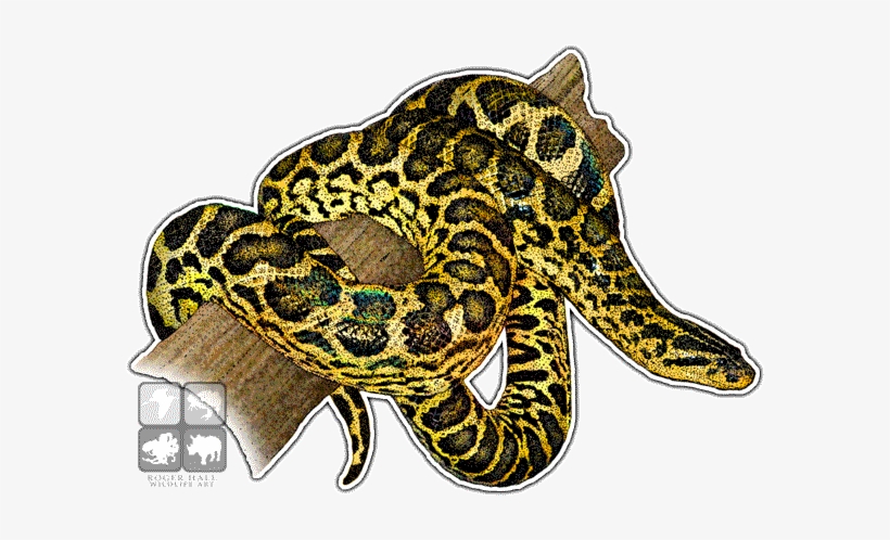 Yellow Anaconda Decal - Yellow Anaconda, transparent png #851236
