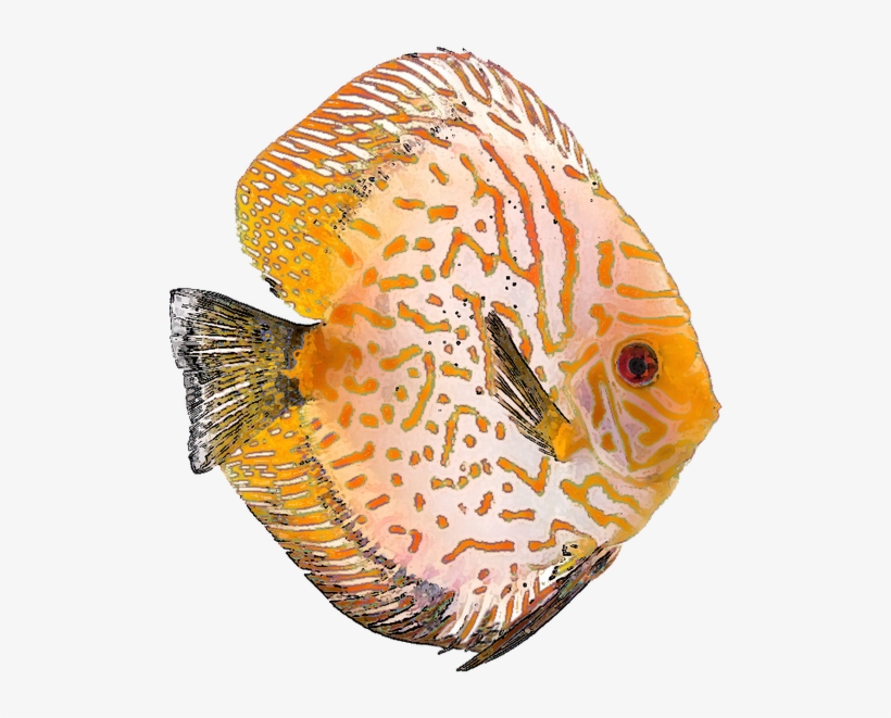Free Tropical Fish Clip Art - Clip Art, transparent png #851684