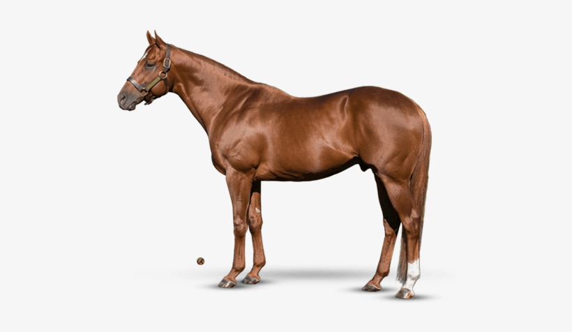 Speightstown - Carpe Diem Stallion, transparent png #852241