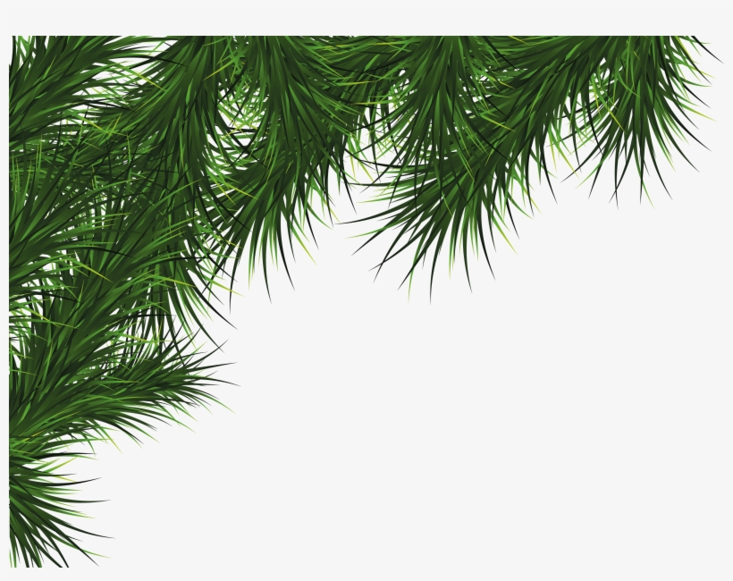 Christmas Trees Png, transparent png #852576