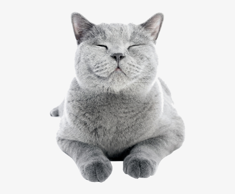 Cat Friendly Properties - Happy Cat, transparent png #852828