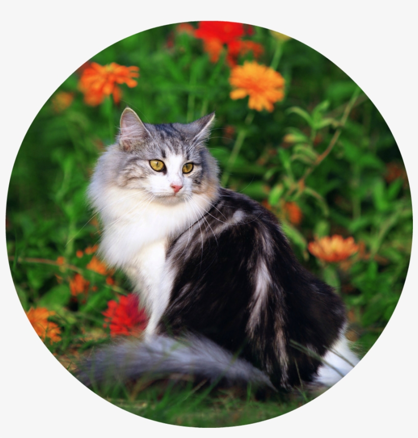 Cute Cat Playing In The Beautiful Field Of Flowers - Cat, transparent png #852909