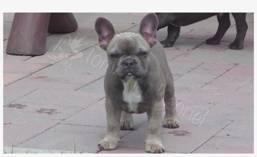 And It Seems It Hasn't Changed Since She Found Her - French Bulldog, transparent png #853085