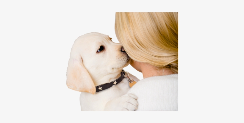 Dog - Puppy Adoption, transparent png #853115
