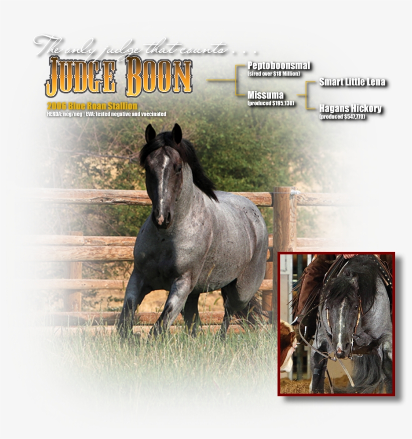 Judge Boon Is Still Showing At Select Shows And Continues - Stallion, transparent png #853117