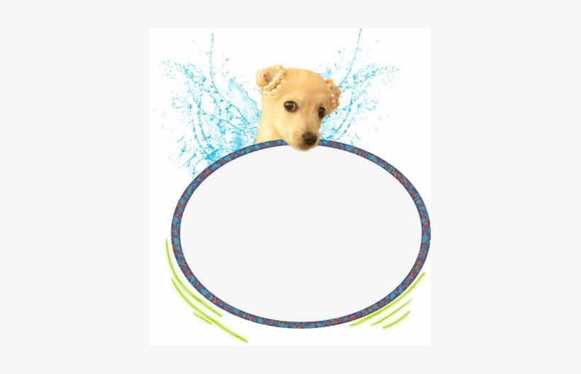 Cute Puppy - Dog Catches Something, transparent png #853258