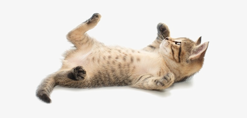 Cute Cat Png Image - 111 Gründe, Katzen Zu Lieben: Eine Liebeserklärung, transparent png #853279