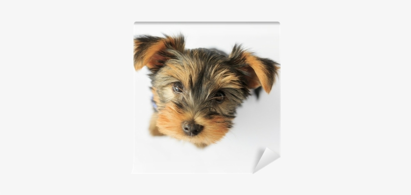 Portrait Of A Cute Puppy Wall Mural • Pixers® • We - Yorkshire Terrier, transparent png #853283