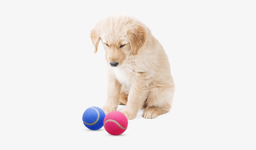 Cute Puppies Wallpaper Entitled Playing Fetch - Dog Play Fetch Transparent Background, transparent png #853347