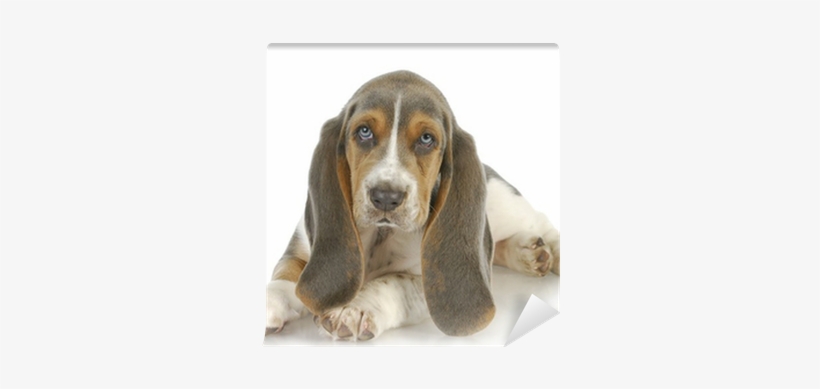Puppy, transparent png #853376