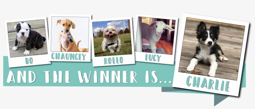 Get To Know Charlie, Then Check Out A Who's Who Of - Okapi, transparent png #853569