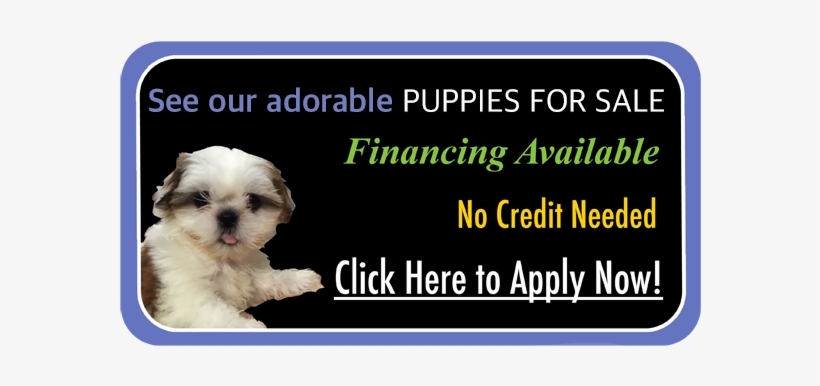 Come In Today And Interact With Our Adorable Animals Esoft Metro Campus Free Transparent Png Download Pngkey Come In Today And Interact With Our Adorable Animals Esoft Metro Campus Free Transparent Png Download Pngkey