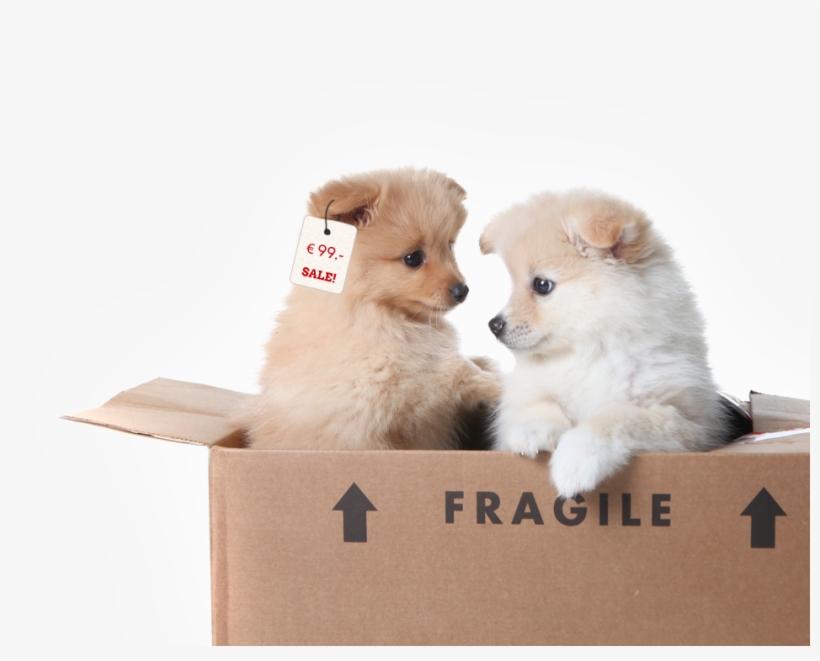 Four Paws Campaign Against Illegal Puppy Trade Puppy - Two Puppies In A Box, transparent png #853732