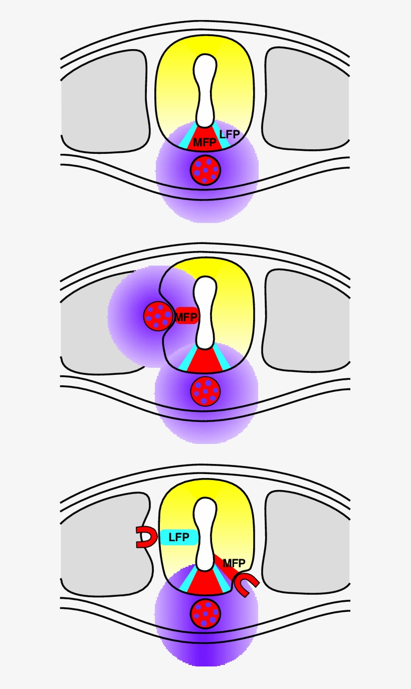 Shh Is Necessary But Not Sufficient To Obtain Floor, transparent png #854484
