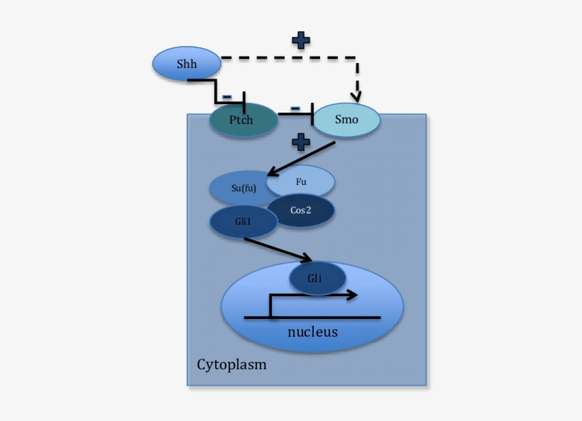 Shh Binds To The Membrane Protein Patched - Hedgehog Signaling Pathway, transparent png #854667